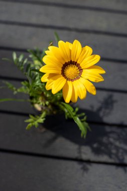Sarı Gazania bitkisi karanlık masada