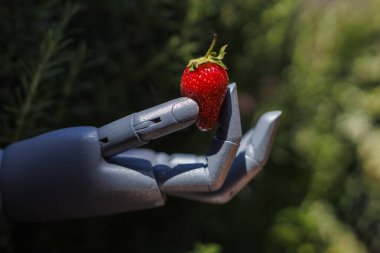 Robot el bahçede olgun bir çilek tutuyor.