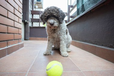 Kahverengi ve beyaz köpek oturup tenis topuyla oynamak için bekliyorlar.