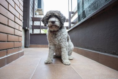 Kahverengi ve beyaz köpek oturup oynamak için bekliyor.