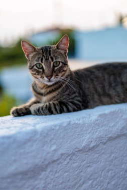 Öğleden sonra beyaz bir duvarda dinlenen tekir kedi.