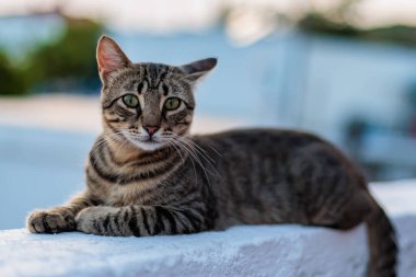 Öğleden sonra beyaz bir duvarda dinlenen tekir kedi.