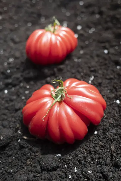 Biftek kırmızı domatesler karanlık bahçe toprağında