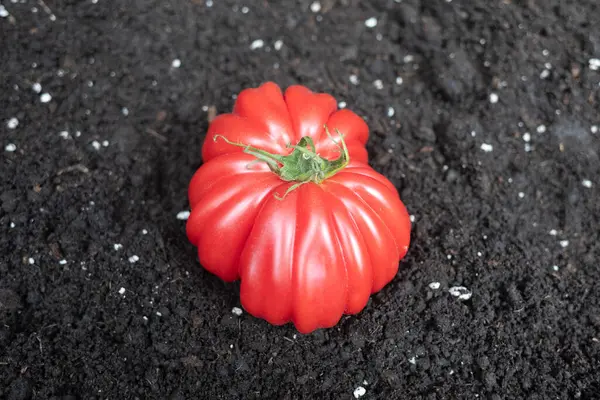 Biftek kırmızı domates, karanlık bahçe toprağında.