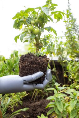 Robotik el, yükseltilmiş bir yatak bahçesinde genç bir domates bitkisini tutuyor.