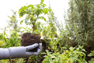 Robotik el, yükseltilmiş bir yatak bahçesinde genç bir domates bitkisini tutuyor.