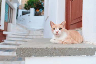 Resimli bir kaldırım taşının tepesinde kızıl kediyi rahatlatıyor.