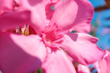 Pembe çiçeğin makro çekimi