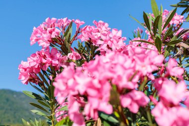 Pembe çiçekli çalılar açık mavi bir gökyüzünün altında, gün ışığında.