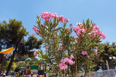 Pembe çiçekli çalılar açık mavi bir gökyüzünün altında, gün ışığında.