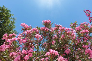 Pembe çiçekli çalılar açık mavi bir gökyüzünün altında, gün ışığında.