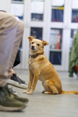 Meraklı köpek, sıradan bir toplantı sırasında insanları dikkatle izlerken yerde oturur.