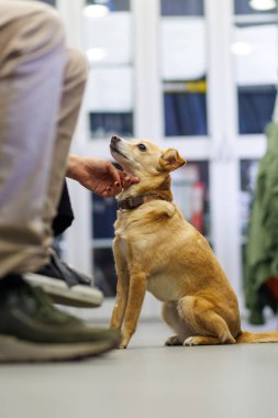 Küçük köpek, sıcak bir evde yerde otururken bir insandan sevgi görüyor.