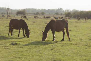 Sıcak öğleden sonra güneşinin altında yemyeşil çayırlarda huzur içinde otlayan atlar.