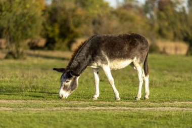 Eşek güneşli bir öğleden sonra yemyeşil bir alanda huzur içinde otluyor.