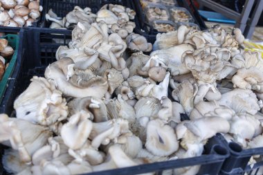 Yerel bir pazarda sergilenen taze mantar çeşitleri