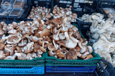 Çeşitli taze mantarlar içeren mantar pazarı görüntüsü