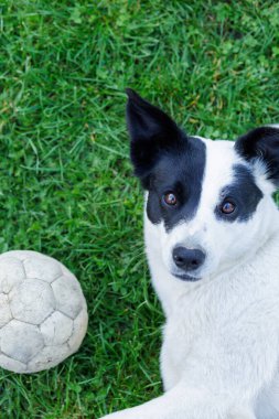 Neşeli köpek taze yeşil çimlerin üzerinde futbol topuyla oynuyor ve kameraya bakıyor.