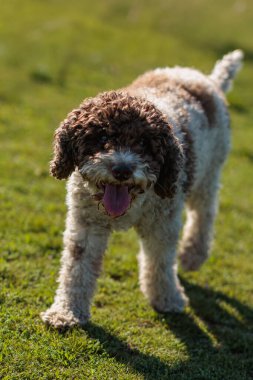 Mutlu kahverengi ve beyaz Lagotto Romagnolo köpekleri güneşli yeşil parkta oynuyorlar