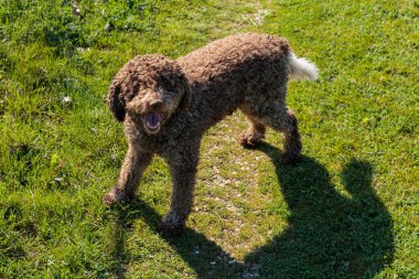 Neşeli kahverengi köpek güneşli yeşil parkta oynuyor Aydınlık bahar öğleden sonra