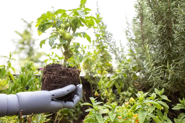 Robotik el, yükseltilmiş bir yatak bahçesinde genç bir domates bitkisini tutuyor.