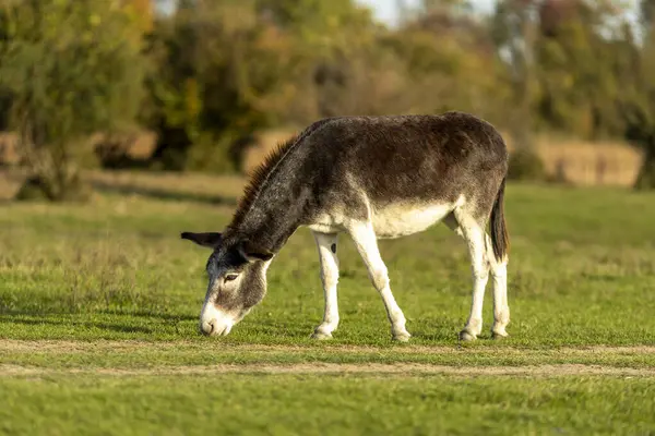 Eşek güneşli bir öğleden sonra yemyeşil bir alanda huzur içinde otluyor.