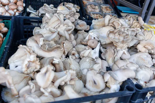 Yerel bir pazarda sergilenen taze mantar çeşitleri
