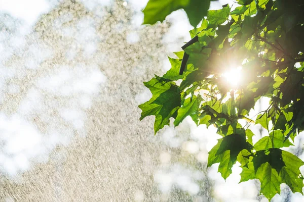 Sol Brilha Através Folhas Ácer Durante Chuva Quente Verão — Fotografia de Stock