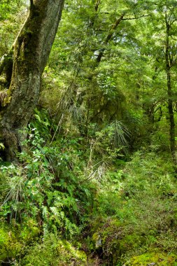 Yeni Zelanda 'nın Güney Adası' ndaki ılıman bir yağmur ormanının yemyeşil yaprakları.