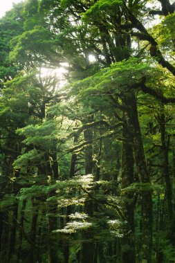 Güneş Yeni Zelanda 'nın Güney Adası' nda, sık ve ılıman yağmur ormanlarında parlar.