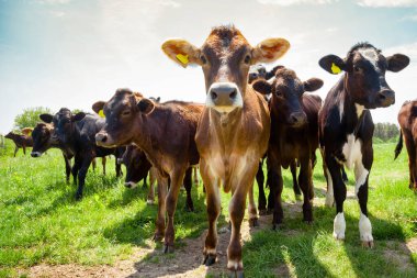 Bir grup Ayreshire yavrusunun Sussex, Güney İngiltere kırsalındaki bir otlakta ilgiyle ve merakla izlediği yakın çekim.