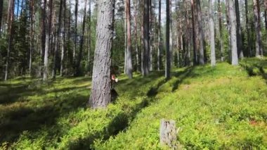 Genç hamile bir kadın, güneşli yaz günlerinde ormanda yürüyüş sırıkları kullanarak yürüyor. Doğanın tadını çıkarıyor.