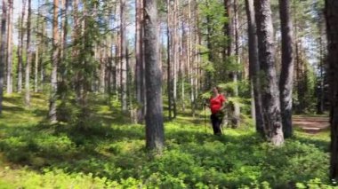 Genç hamile bir kadın, güneşli yaz günlerinde ormanda yürüyüş sırıkları kullanarak yürüyor. Doğanın tadını çıkarıyor.