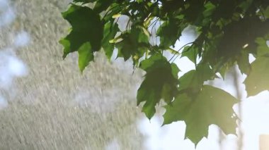 Sıcak yaz yağmurunda, akçaağaç yapraklarının arasından güneş parlar.