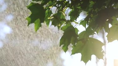 Sıcak yaz yağmurunda, akçaağaç yapraklarının arasından güneş parlar.