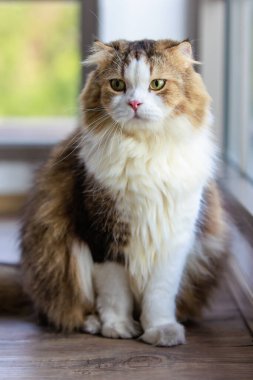 Portre stüdyosunun yakın çekimi. Küçük, şirin, şişman, beyaz, beyaz, uzun saçlı, safkan, kedicik evcil hayvan yoldaşı. Oturma odasında tek başına, ahşap zeminde dinleniyor..