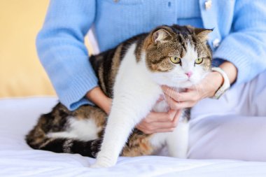 Milenyum Asyalı genç, nazik, neşe dolu kadın sahibi yatağa uzanıp sarılıyor, küçük sevimli, sevimli, evcil kedicik, tüylü kedicik evcil kedicik dostuna sevgisini gösteriyor..