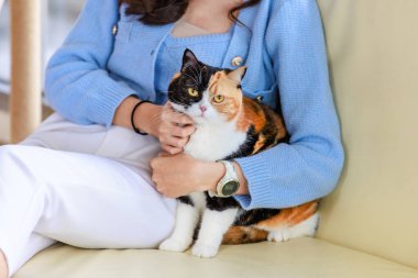 Milenyum Asyalı genç kibar bayan sahibi rahat bir kanepeye oturup sarılıyor kısa saçlı sevimli, evcil, üç renkli kedicik evcil kedicik evcil kedicik arkadaşa sevgisini gösteriyor..