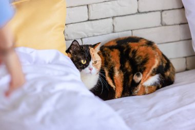 Portre stüdyosunun yakın plan çekimleri. Gözler. Üç renkli şirin, şişman, kısa saçlı, safkan kedicik..