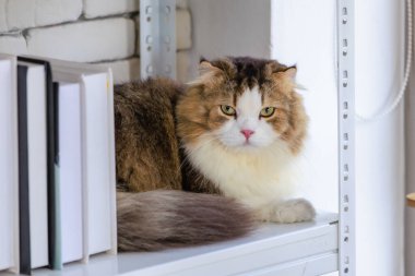 Beyaz ve kahverengi küçük sevimli, şişman, uzun saçlı, safkan, kedi yavrusu, dinlenip dinlenirken oturma odasındaki kitaplığın üzerindeki kameraya bakarken çekilmiş bir portre..