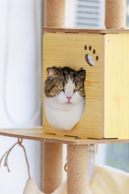 Beyaz ve tekir renkli, sevimli, küçük, şişman, kısa saçlı kedicik bir arkadaşın, kedi kulesinin ahşap kutusunda dinlenirken, oturma odasındaki pati logosuyla çekilmiş yakın plan fotoğrafı..