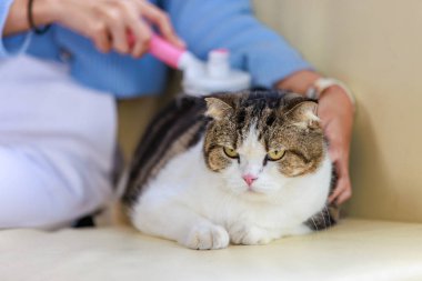 Yakından çekilen beyaz ve kahverengi, küçük, şişman, kısa saçlı, safkan kedi yavrusu, uzanmış, gözlerini dinlendirirken, insan sahibi de rahat kanepeye masaj yapan ekipman kullanıyor..