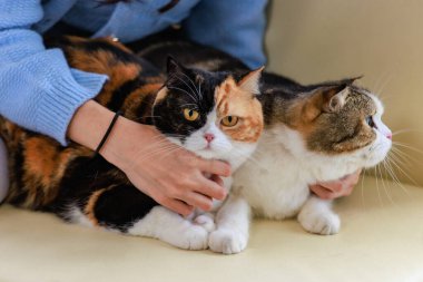 Milenyum Asyalı genç ve nazik bayan sahibi rahat bir kanepede oturmuş gülümsüyor kucağında iki kısa saçlı sevimli evcil kedicik tüylü kedicik evcil kedicik dostu kucaklıyor..