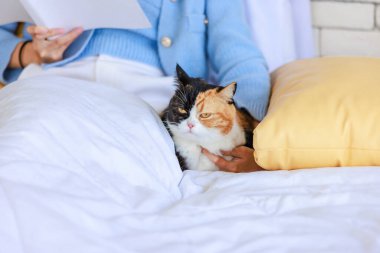 Üç renkli şirin, kısa, şişman, safkan kedi yavrusunun, yatak odasında tanınmayan insan sahibi kitap okurken dinlenip dinlendiği yakın çekim..