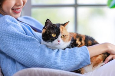 Milenyum Asyalı genç bayan sahibi rahat koltukta oturup gülümsüyor kucağına sarılıyor ve sevimli, şişman, üç renkli, kısa saçlı, evcil, tüylü, safkan bir kediye sevgisini gösteriyor..