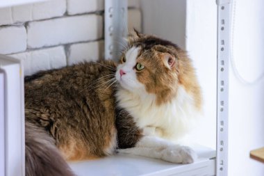 Beyaz ve kahverengi küçük sevimli, şişman, uzun saçlı, safkan, kedi yavrusu, dinlenip dinlenirken oturma odasındaki kitaplığın üzerindeki kameraya bakarken çekilmiş bir portre..