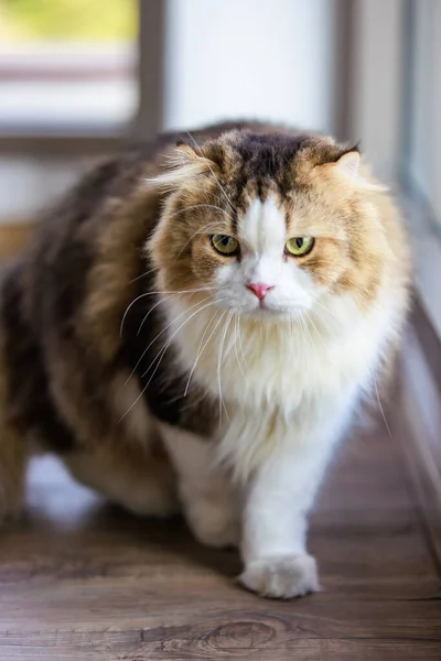 초상화 스튜디오 클로즈업은 바닥에서 회색긴 고양이 고양이 고양이 동료의 호기심귀여운 — 스톡 사진