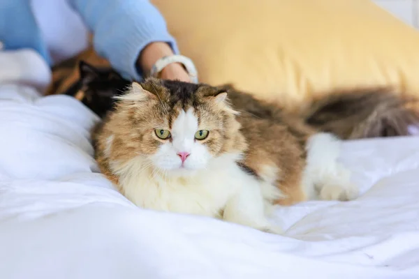 Cute Fat Tabby Long Hair Little Domestic Kitten Pelry Reinrassige — Stockfoto
