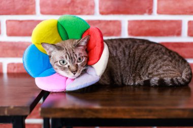 Yakın plan, yerli çizgili tekir kedi yavrusu, steyşın kedi, sarı yeşil gözlü, renkli çiçekli tasmalı, ahşap duvara uzanmış vaziyette..