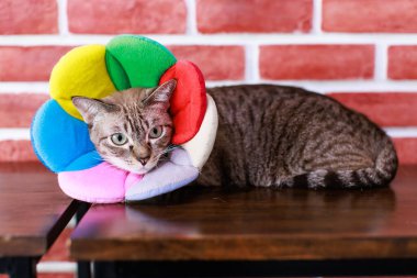 Yakın plan, yerli çizgili tekir kedi yavrusu, steyşın kedi, sarı yeşil gözlü, renkli çiçekli tasmalı, ahşap duvara uzanmış vaziyette..